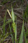 Blue sedge